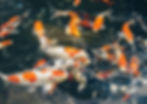 koi-scaled-1.jpg
