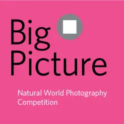 BigPicture-Natural-World-Photography-Competition.jpeg.webp