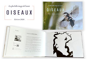Les plus belles images d'oiseaux 2026