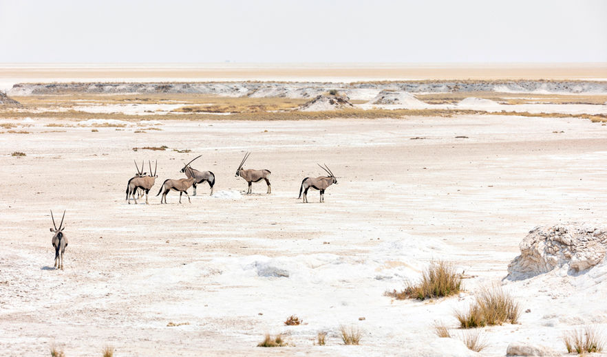 Terre d'oryx