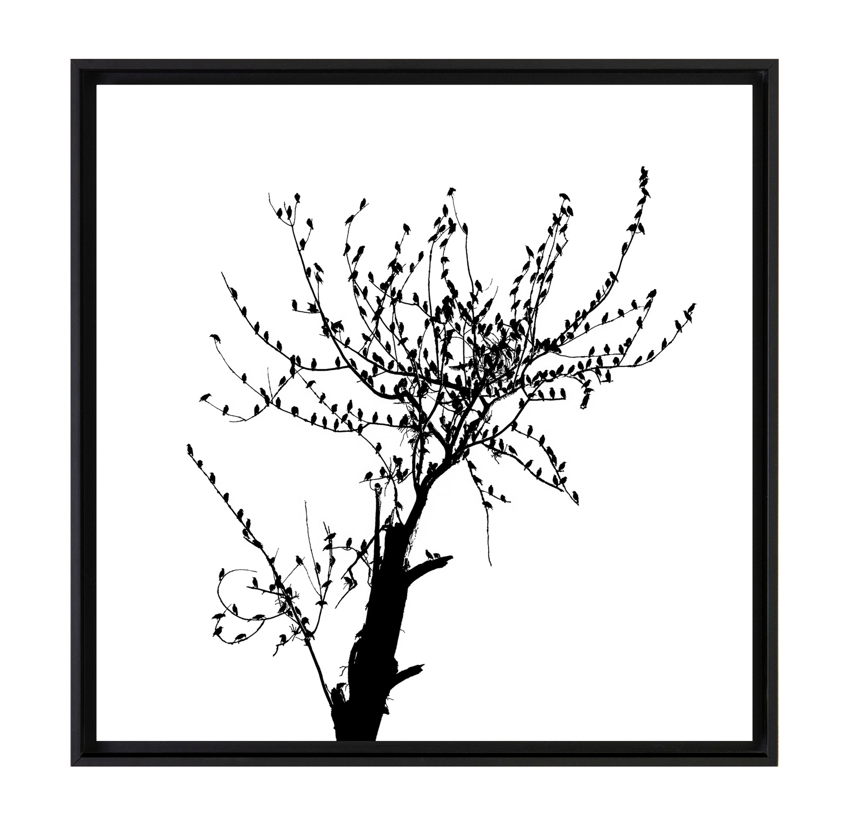 Souffler sur le pissenlit 1*