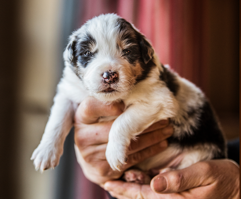 chiot-berger-australien-2020-06.png