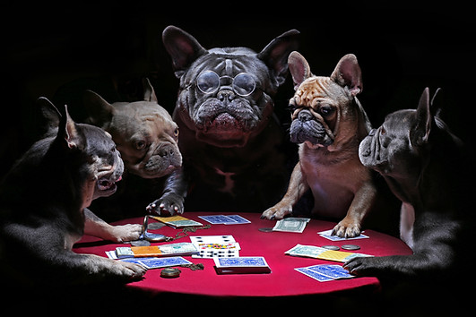French bulldogs playing cards.jpg