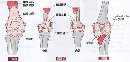 関節包と滑膜