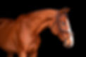 Kelly_Lemenze_Black_Background_Portrait_Photography_Q94A1168SM.jpg