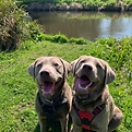 silver Labradors