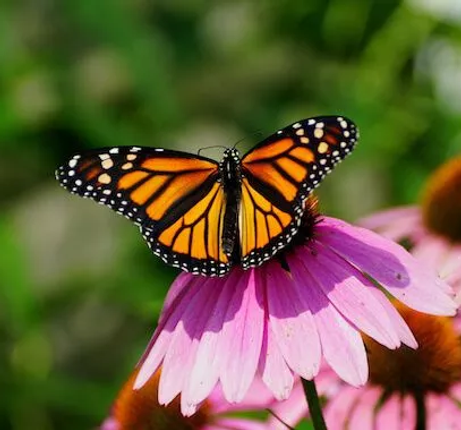 butterfly room.webp