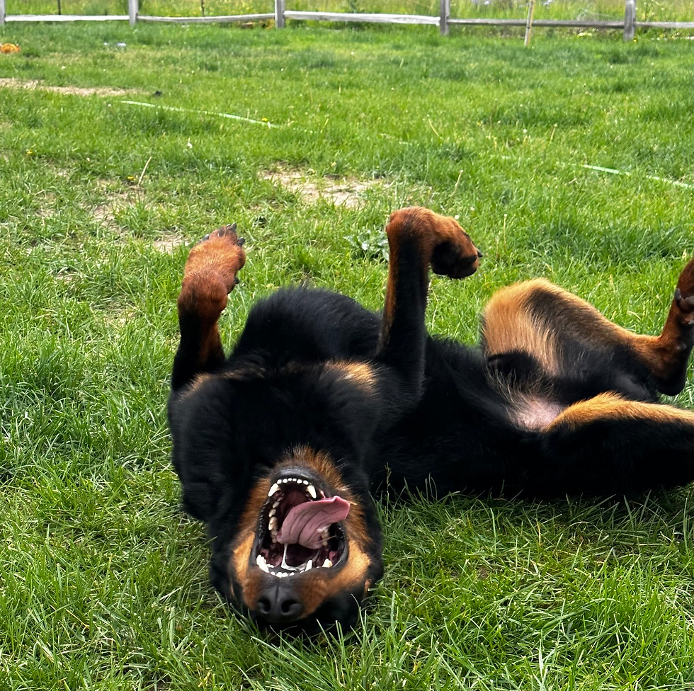 The 10 Commandments for Dog Trainers