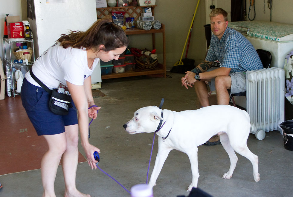 deaf aggressive dog doing rehab