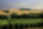 drappier©thvallier-2.jpg