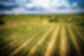 00115-domaine de l'arjolle - Pouzolles-photo aspheries.jpg