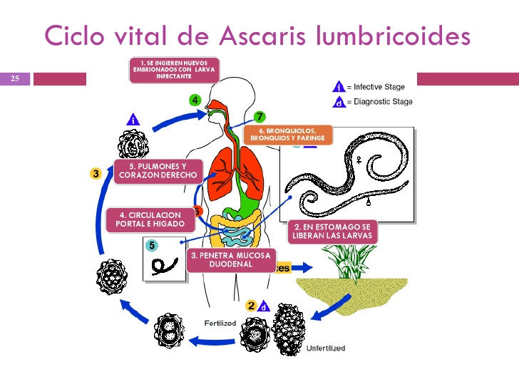 Cite Duas Verminoses Que Envolve Um Ciclo Pulmonar De Contaminação