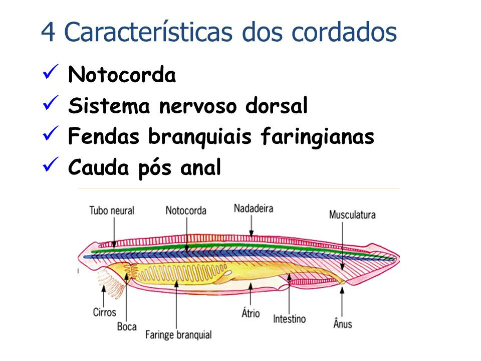 O Filo Dos Cordados Compreende 4 Subfilos