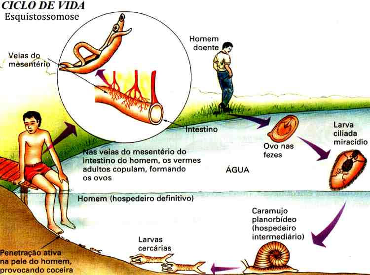 Cite Duas Verminoses Que Envolve Um Ciclo Pulmonar De Contaminação