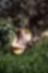 Waldtrau Brinkmann 1938 neu a.jpg