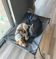 Dogs sleeping during playtime.