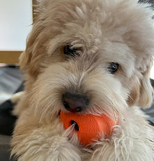 Dog playing with toy during dog daycare