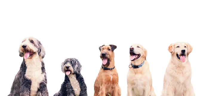 Team of dogs lined up