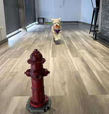 Indoor play area for our dog boarding and daycare
