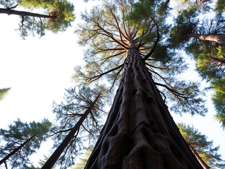 The Trees Never Flinched - Part 1