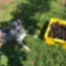 CrushPinotGris.jpeg