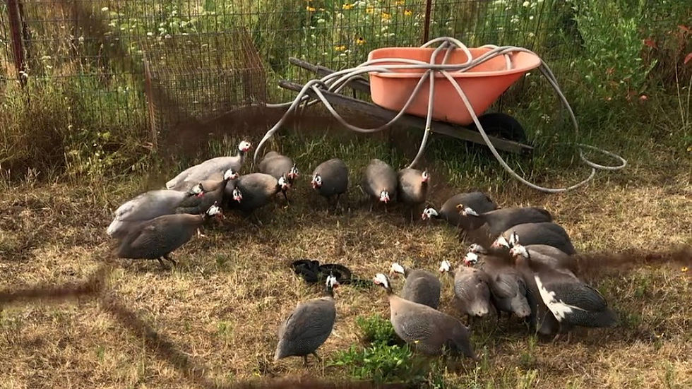 Guineas huddled around in a circle.