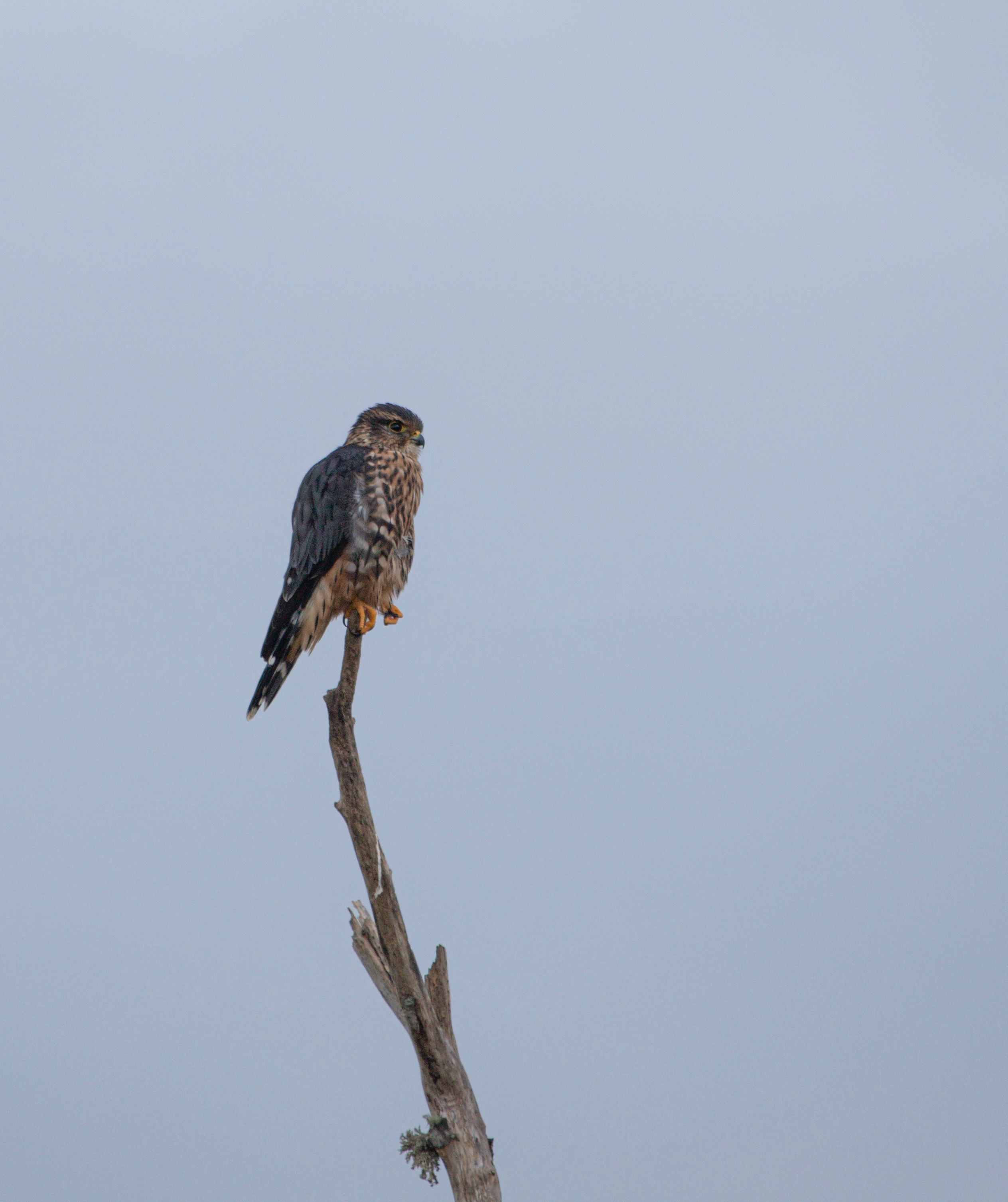 Intro to Nature Photography