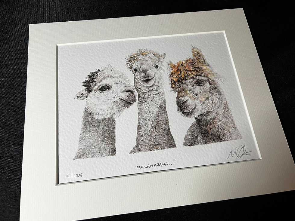 Thumbnail: 'Bananarama...' - Limited Edition Print