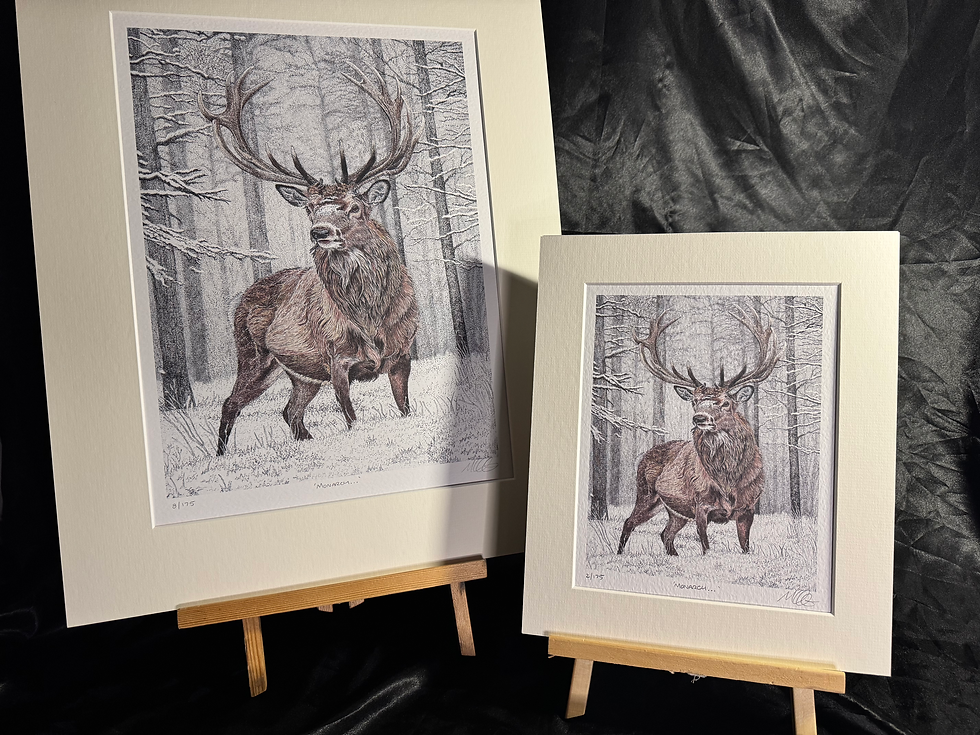 Thumbnail: 'Monarch...' Limited Edition Print (Colour)