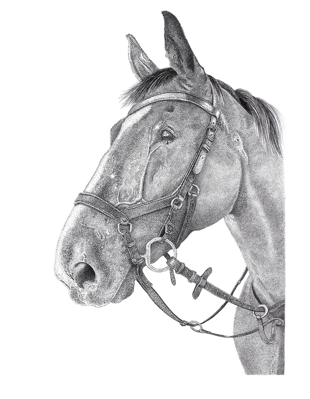 'Bruno...' Limited Edition Print