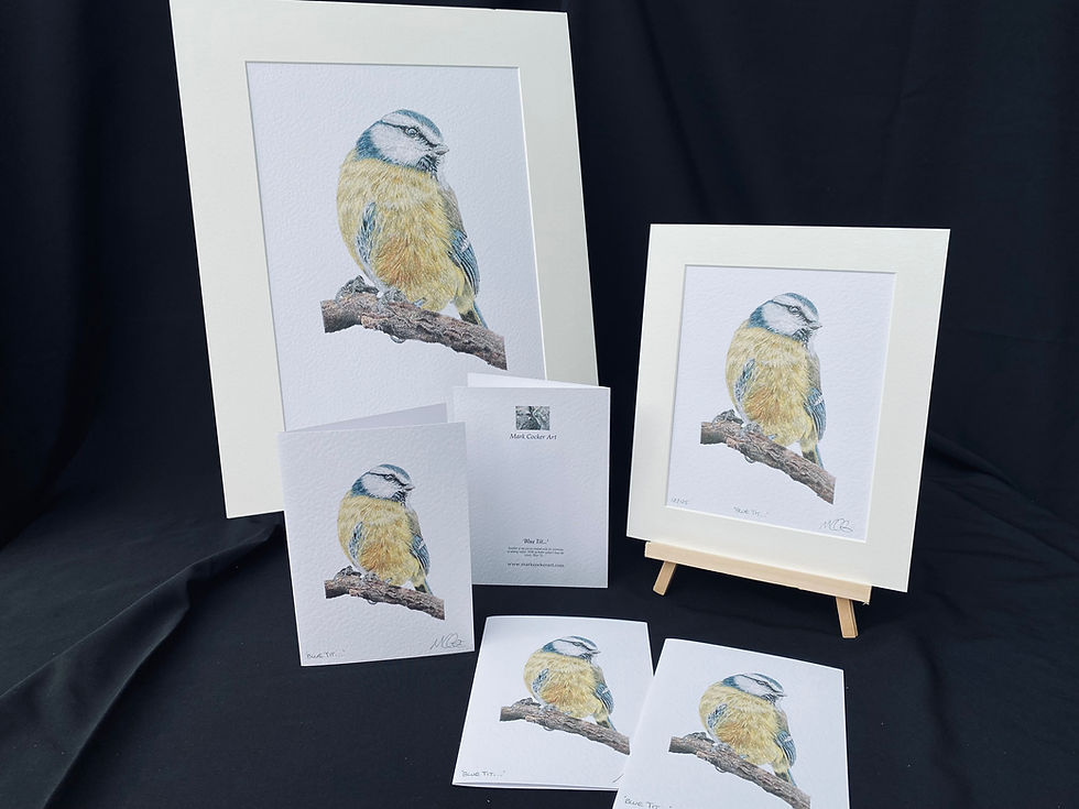 Thumbnail: Blue Tit - Limited Edition Print