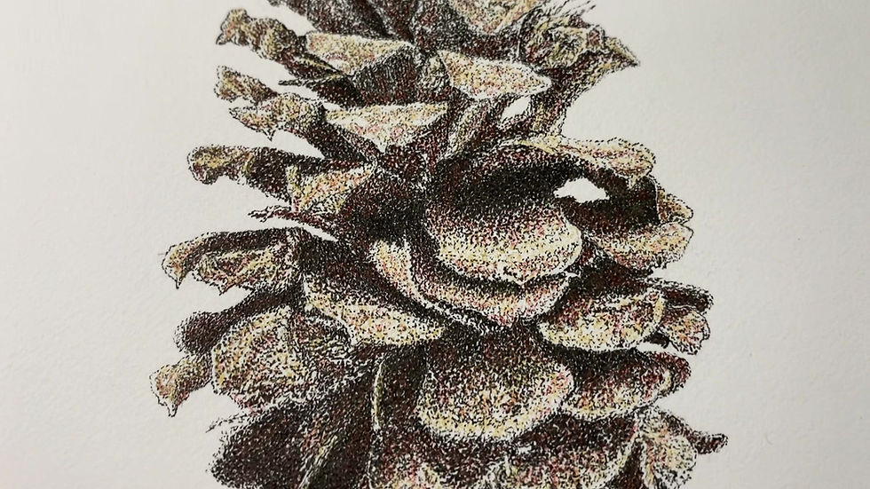 Thumbnail: 'Pine Cone...' Original
