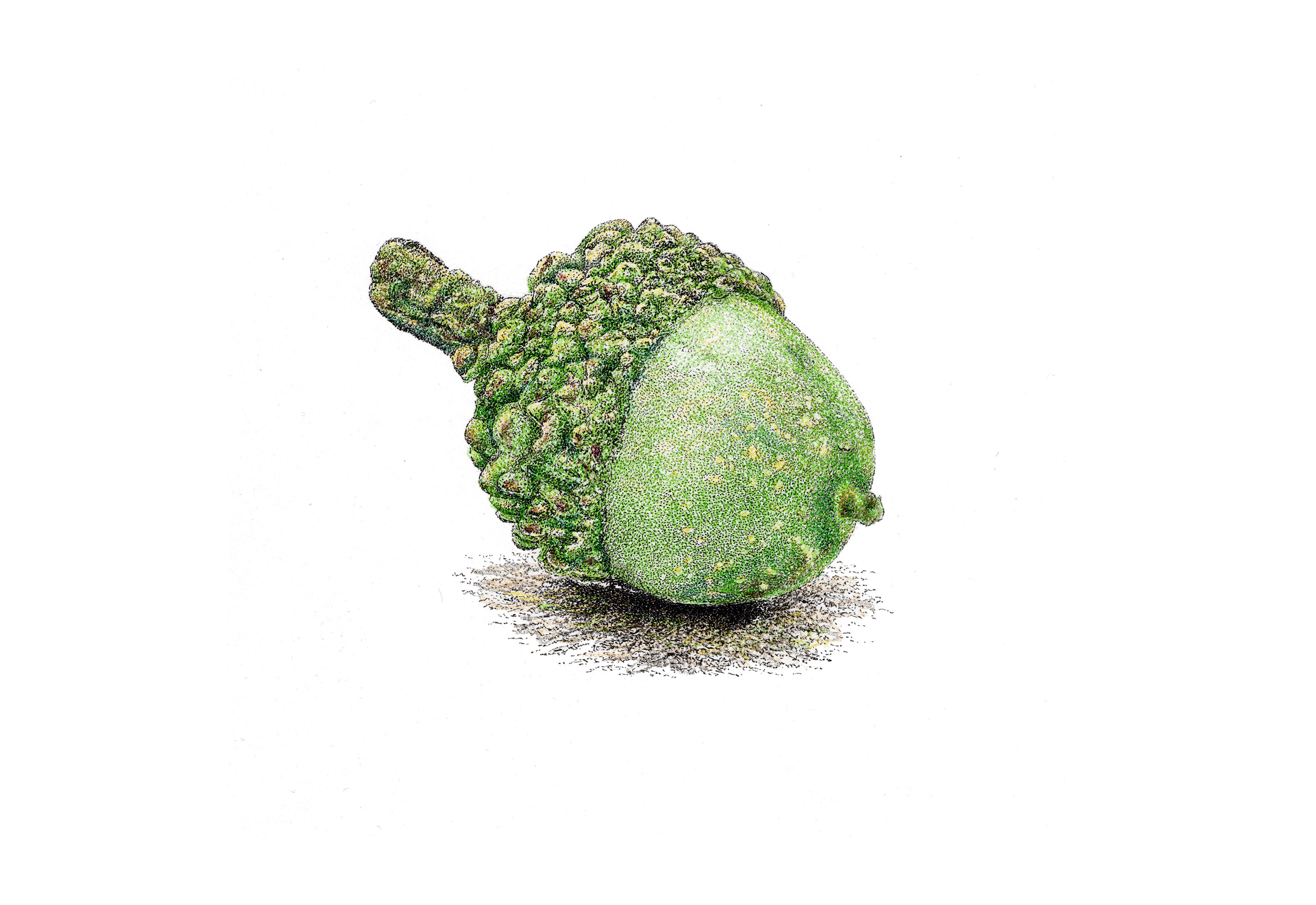 'Acorn...' - Woodland Collection