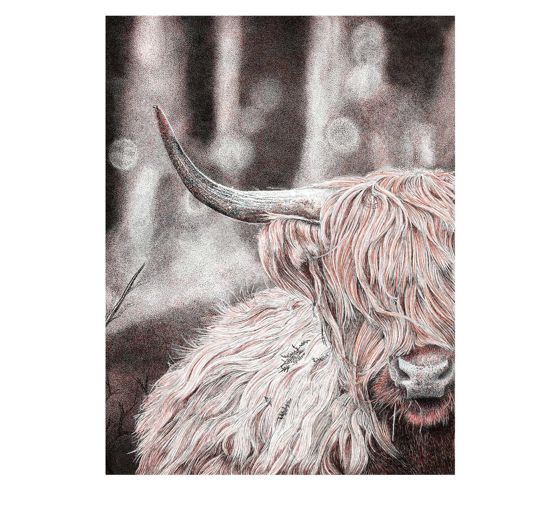 'Hamish...' Limited Edition Print Colour