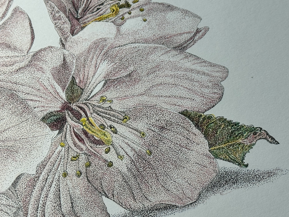 Thumbnail: 'Cherry Blossom...' Limited Edition Print