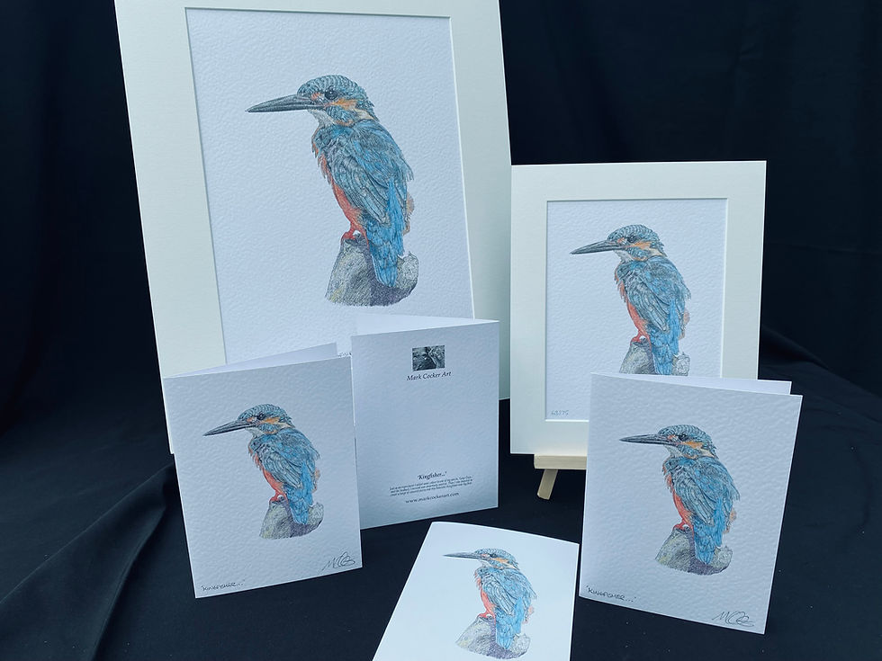 Thumbnail: Kingfisher - Limited Edition Mounted Print