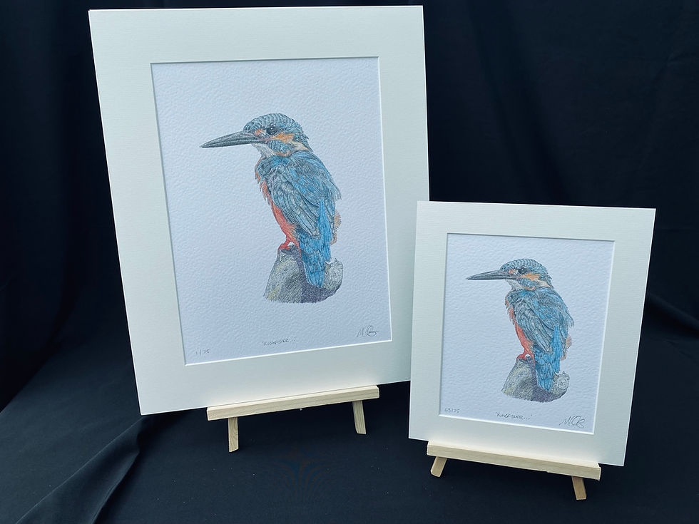 Thumbnail: Kingfisher - Limited Edition Mounted Print