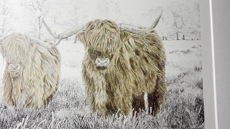 Thumbnail: 'Heilan Coos...' - Limited Edition Colour Print