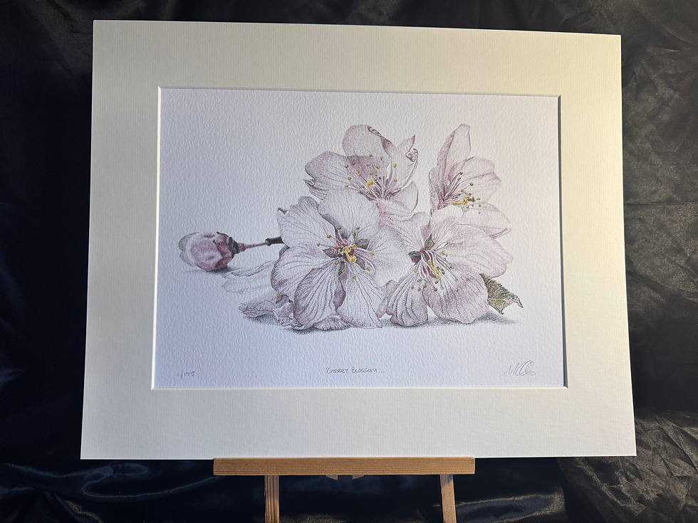 Thumbnail: 'Cherry Blossom...' Limited Edition Print