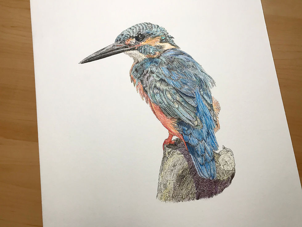 Thumbnail: Kingfisher - Limited Edition Mounted Print