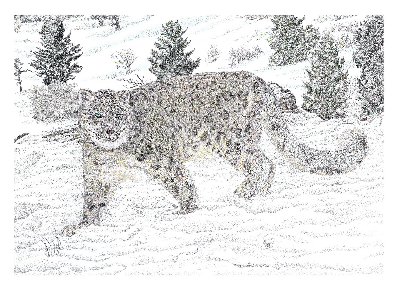'Ghost of the Mountain...' Limited Edition Print