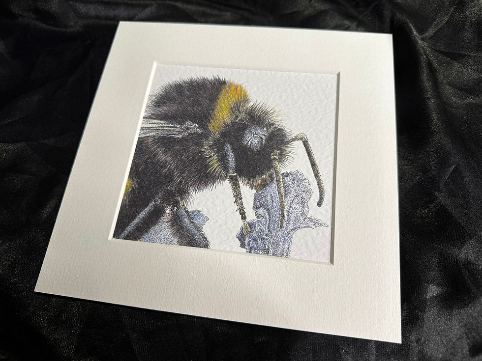 Thumbnail: 'Bumble Bee...' Details Collection Print Edition 1