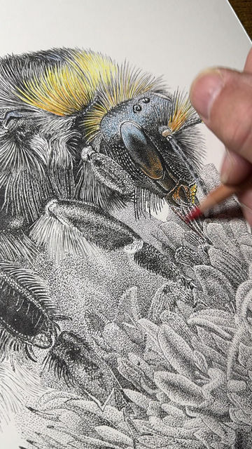 Thumbnail: 'Amber Nectar...' Limited Edition Print (Colour)