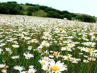 رنگین کمان آرزو