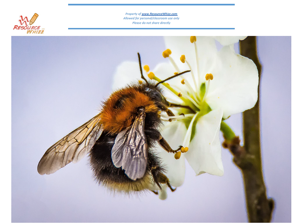 Thumbnail: Spring Display Photos