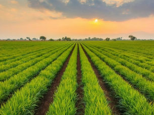 Need To Deregulate Indian Agriculture