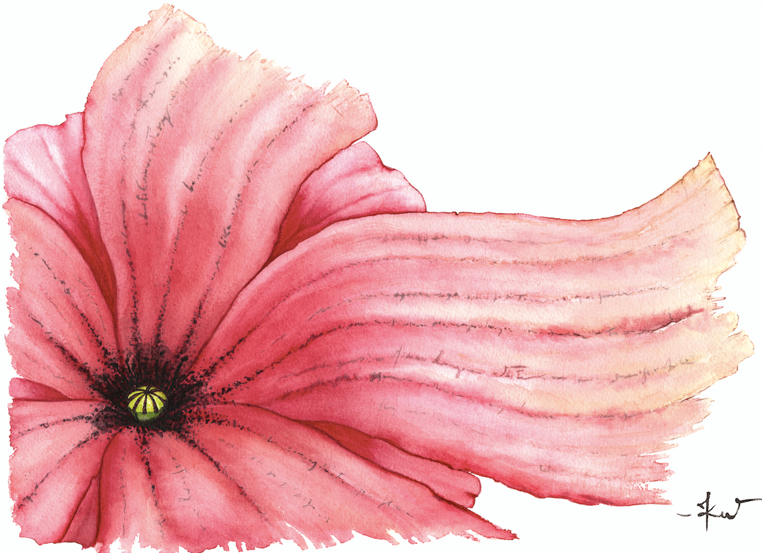 Written in a Petal - Scritto nei petali