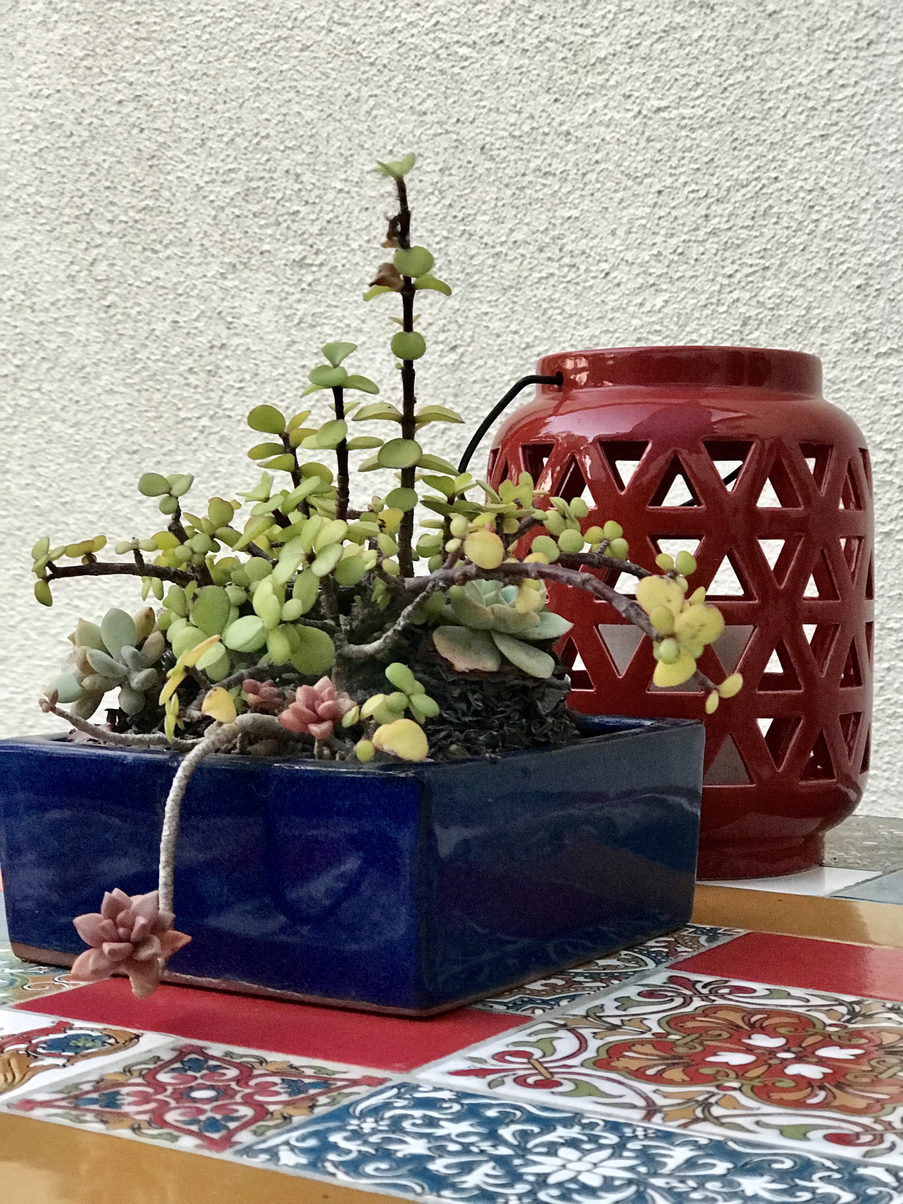 Succulents