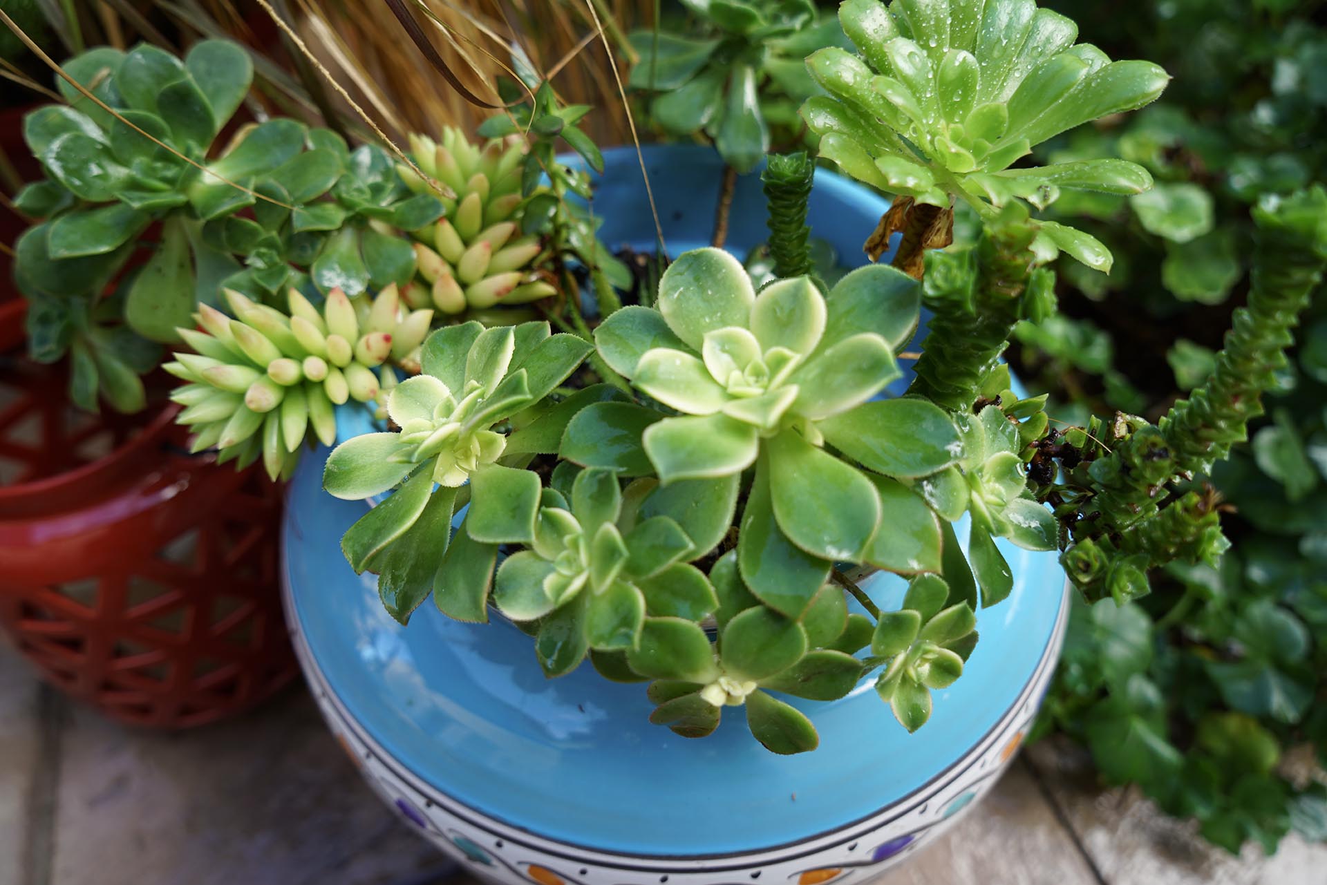 Succulents, Orange County