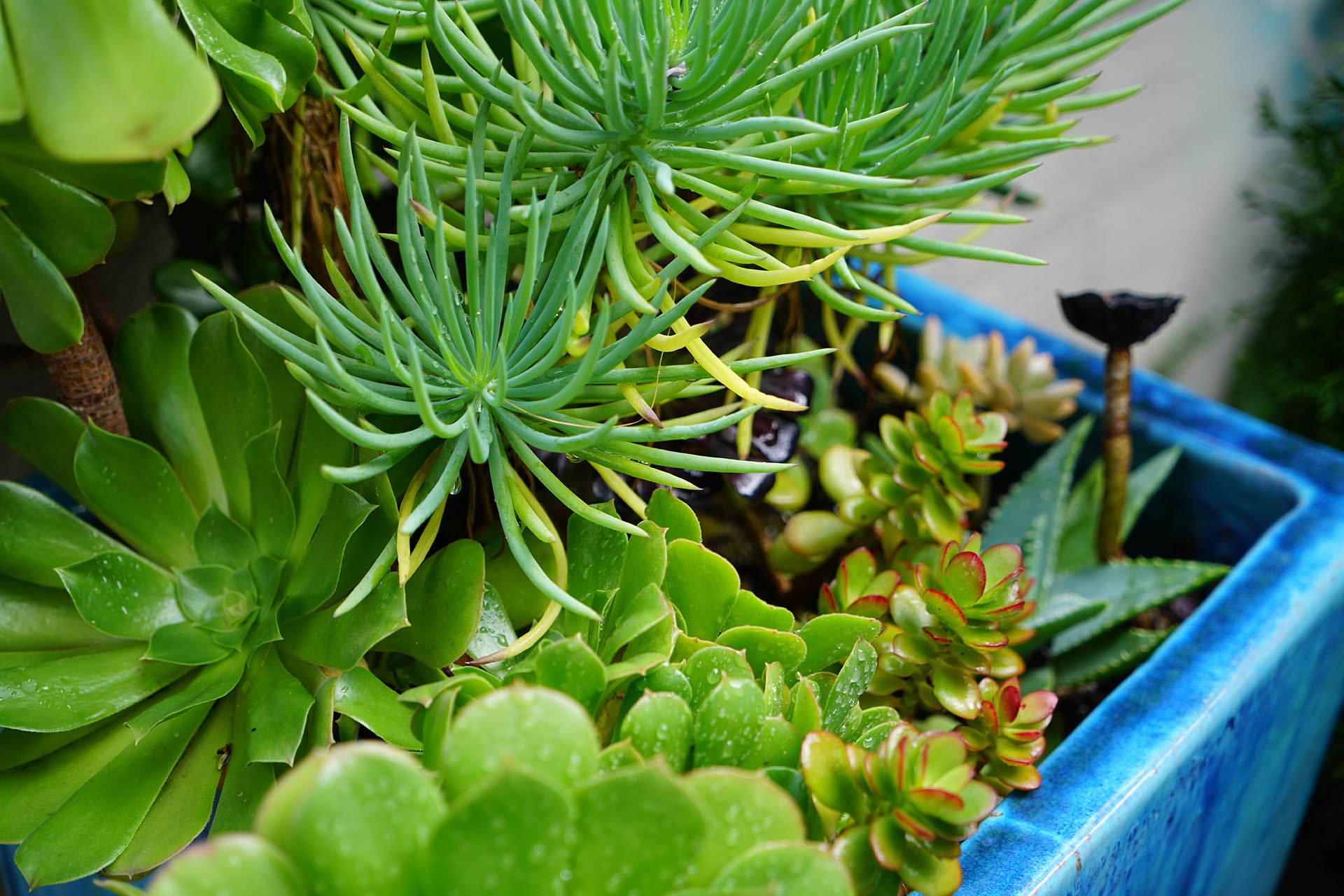 Succulents, Orange County
